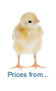 Yellow chick .png and page link